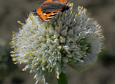 Schmetterling Mischung