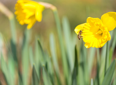 CLOSE-UP