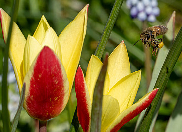 CLOSE-UP