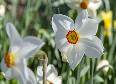 CLOSE-UP