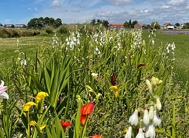 Zomerbloeiend Mengsel
