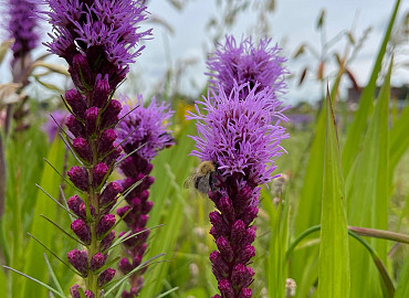 Zomerbloeiend Mengsel